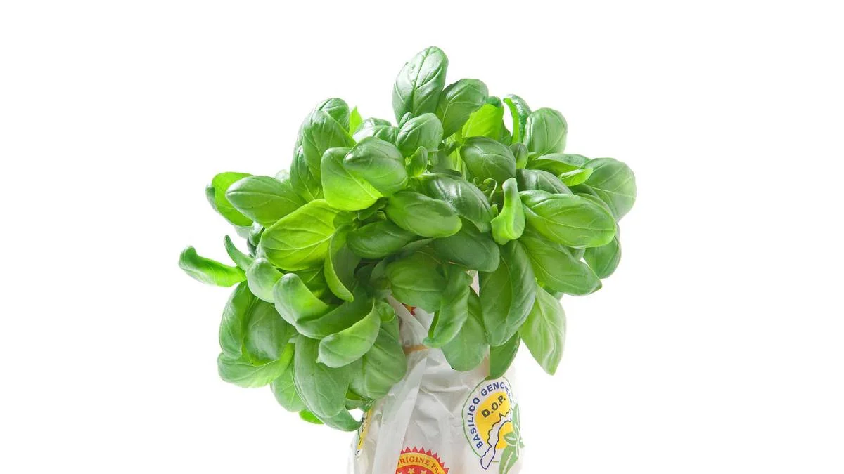 basil benefits
