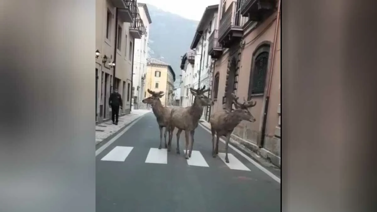 Cervos passeio em ruas desertas na Itália