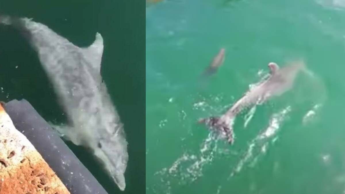 Quarentena traz golfinhos para o porto da Sardenha