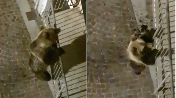 In Italia l’orso si arrampica sul balcone dell’edificio