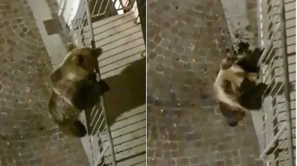 In Italy, bear climbs onto building balcony