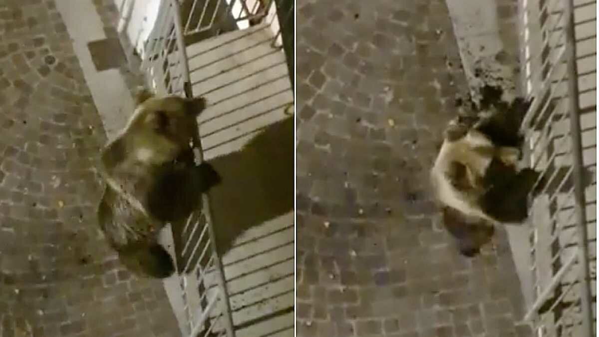 En Italia, un oso se sube al balcón de un edificio