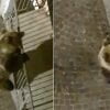 Na Itália, urso sobe na varanda de prédio