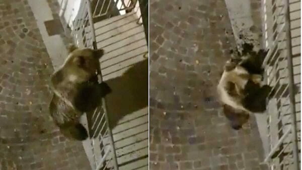 Na Itália, urso sobe na varanda de prédio