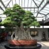 Itália tem o bonsai mais antigo do mundo