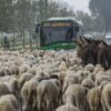 ovelhas italia