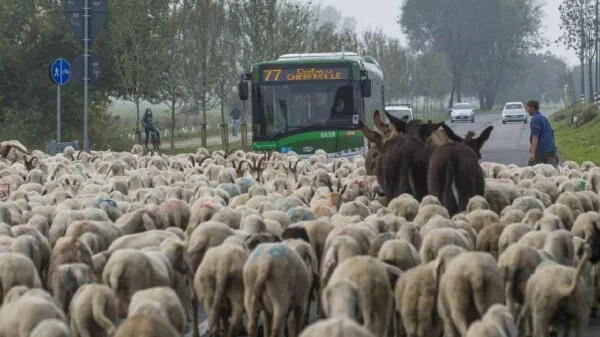 ovelhas italia