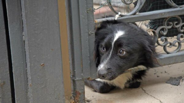 Hund wartet auf Besitzer, der wegen Covid aufgenommen wird