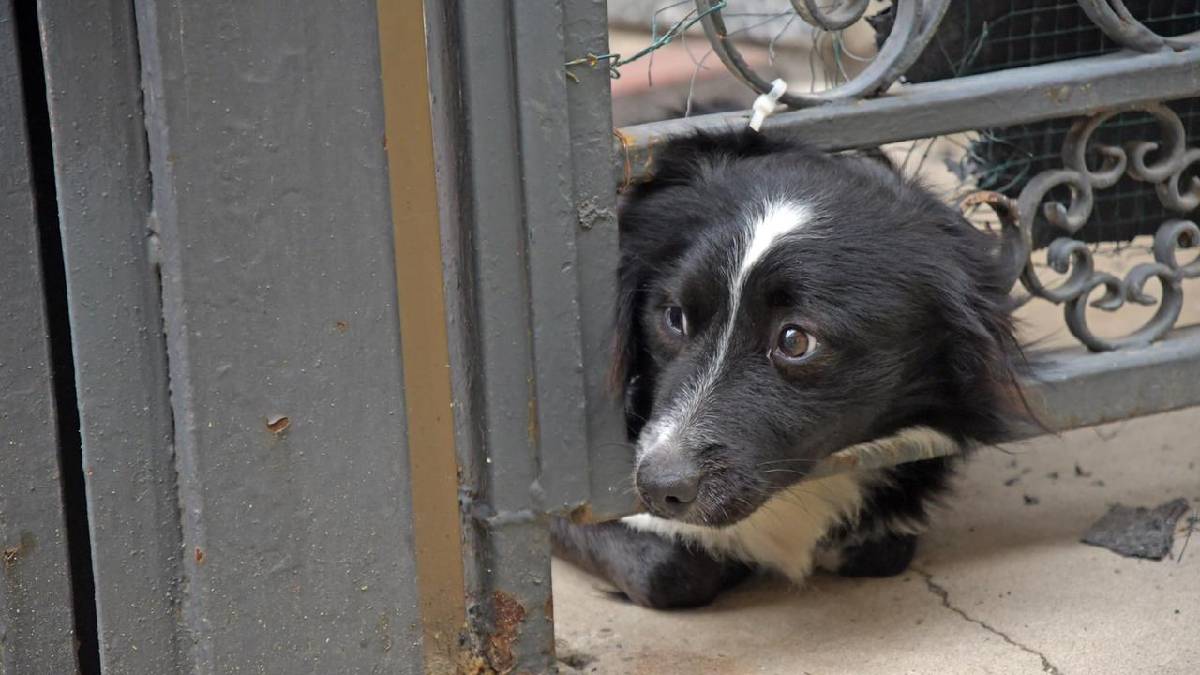 Perro espera a dueño ingresado por Covid