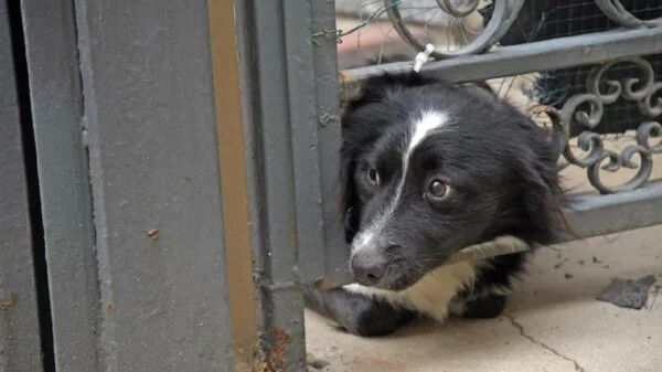 Cão espera dono internado covid