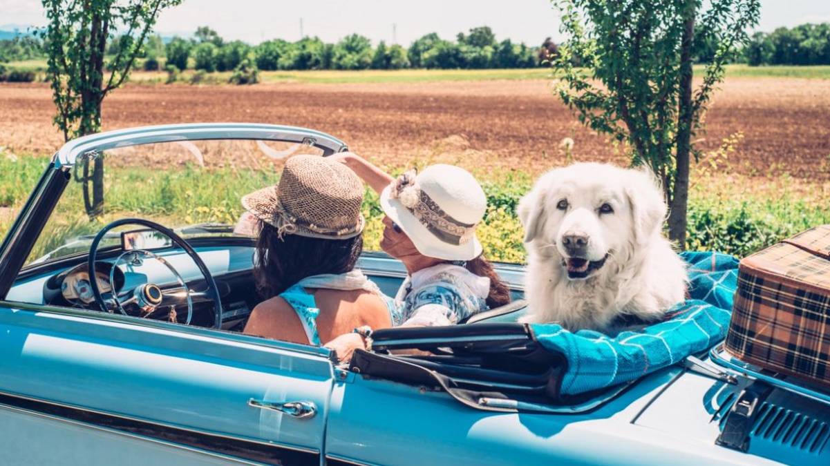 animali domestici in Europa