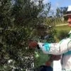 azeite de oliva rio grande do sul