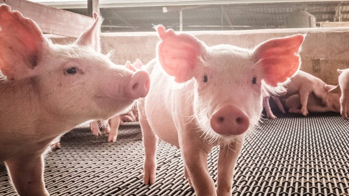 Schweinepest Italien
