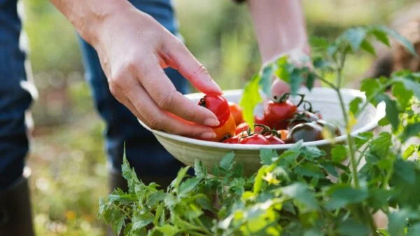 Trabajadores agrícolas de Italia