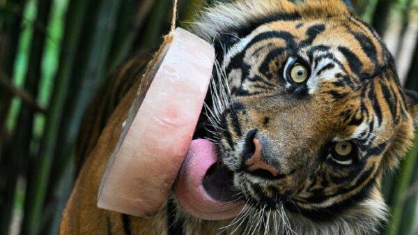 Zoo in Italien, Eis am Stiel