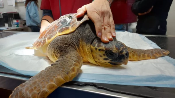 Tartaruga ferida ganha novo casco feito em 3D na Itália