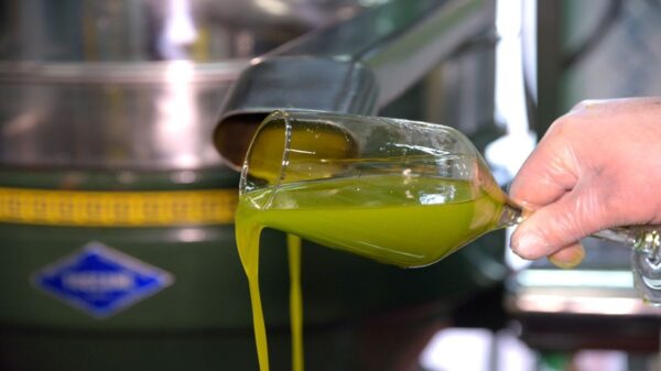 Olive oils from Minas Gerais are among the best in the world, according to an Italian guide | Photo: firstonline