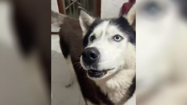 Cachorro viraliza no TikTok por latir com “sotaque italiano” | Foto: Reprodução / TikTok