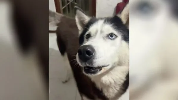 Dog goes viral on TikTok for barking with an “Italian accent” | Photo: Reproduction / TikTok