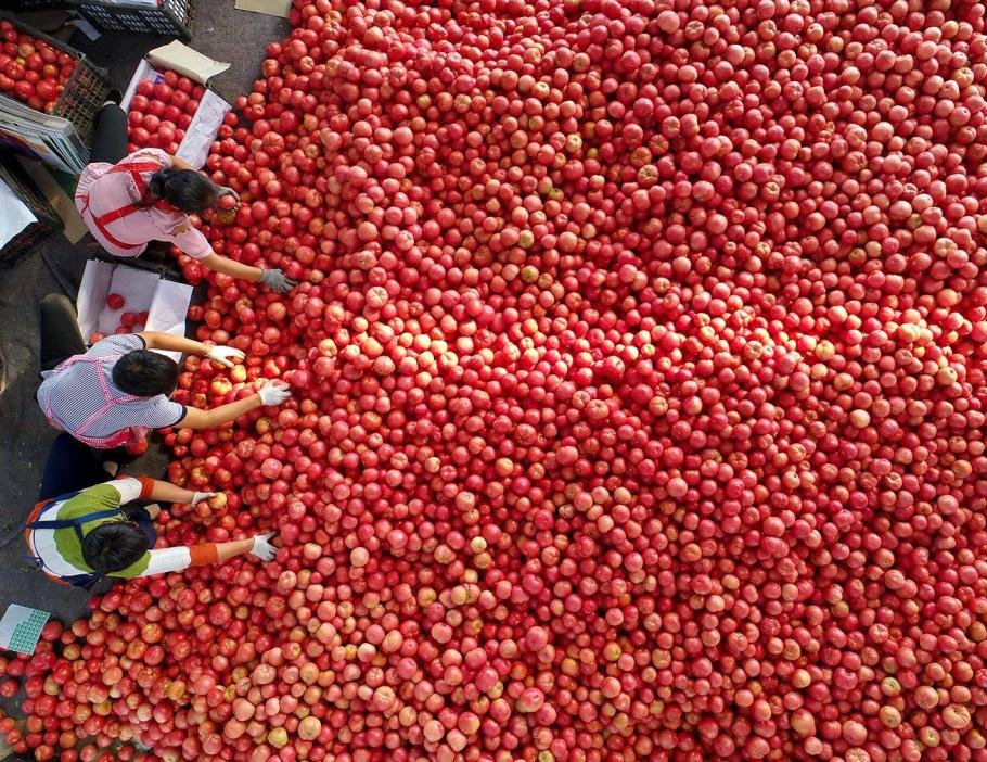 
Trabalhadores organizando tomates em um mercado na China | Foto: Xia Tianyu/Xinhua 