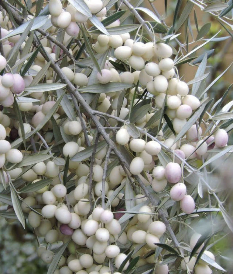 Calabreses plantam oliveiras Leucocarpa, promovendo sustentabilidade e redescobrindo suas raízes cultura