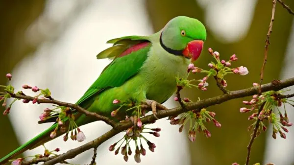 Green parrots, such as the monk parakeet, are already causing damage to Italian crops | Photo: Pixabay