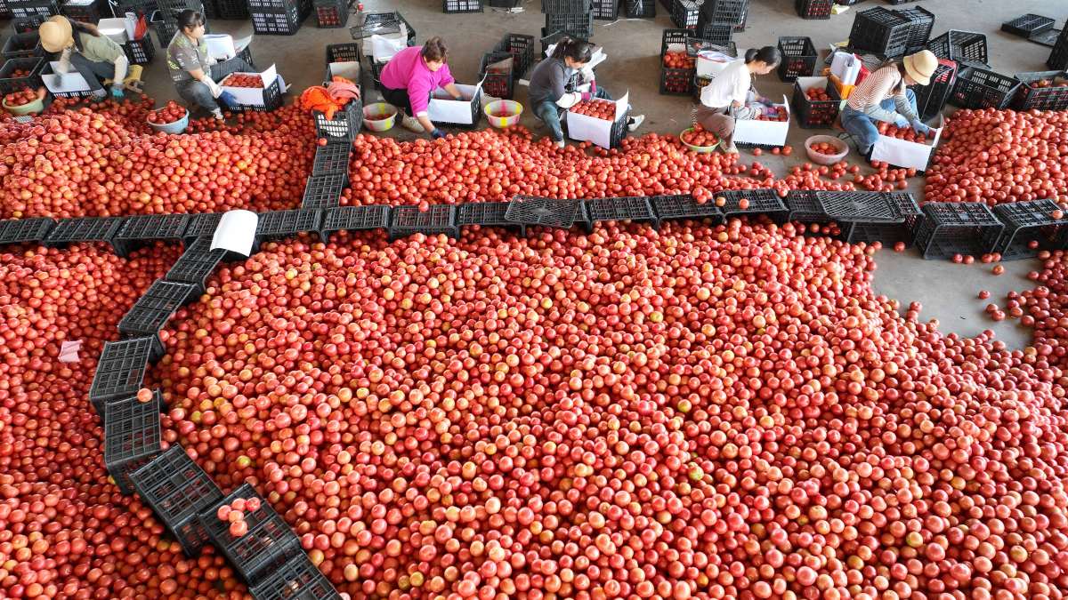 Foto aérea de trabalhadores embalando tomates em mercado na China - Xia Tianyu - 19.dez.2023/Xinhua