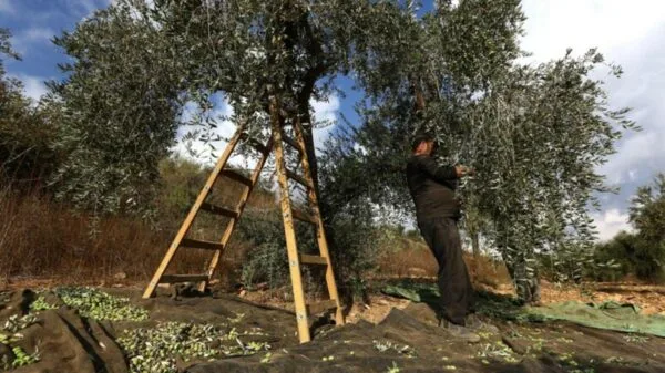 Il Paese ha un patrimonio di oltre 530 cultivar di olivo.