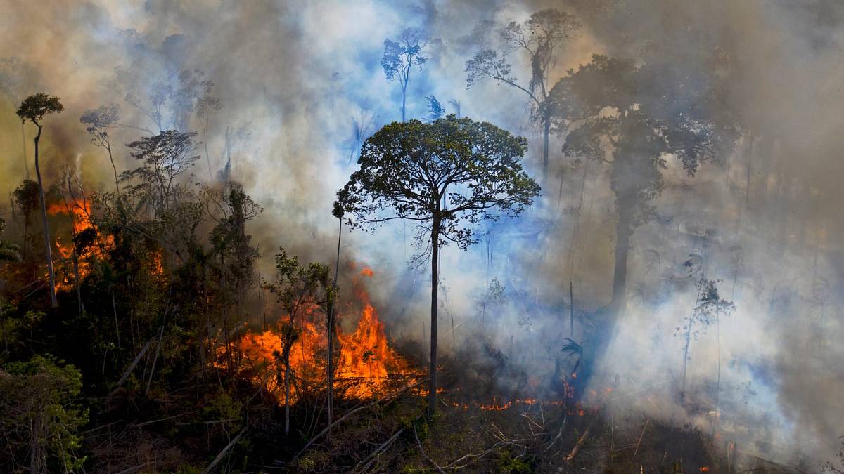 Superfície devastada cresceu 79% no ano passado.