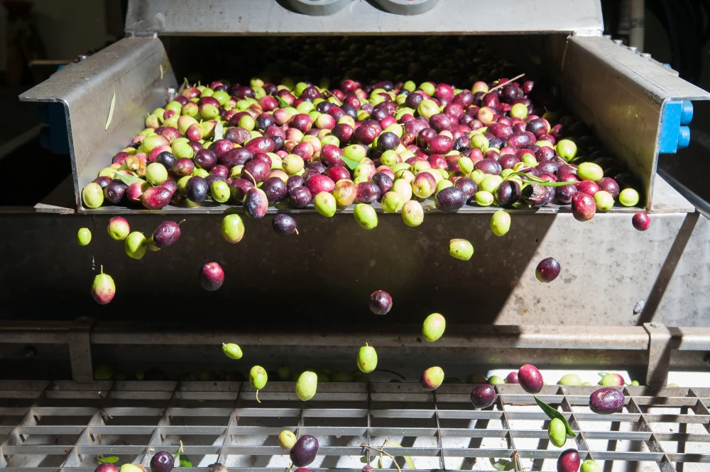 Process of washing olives in the mill to remove impurities | Photo: Depositphotos