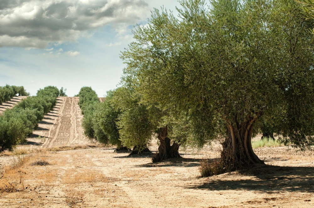 Olive grove in southern Italy, a typical setting for olive oil production | Photo: Depositphotos