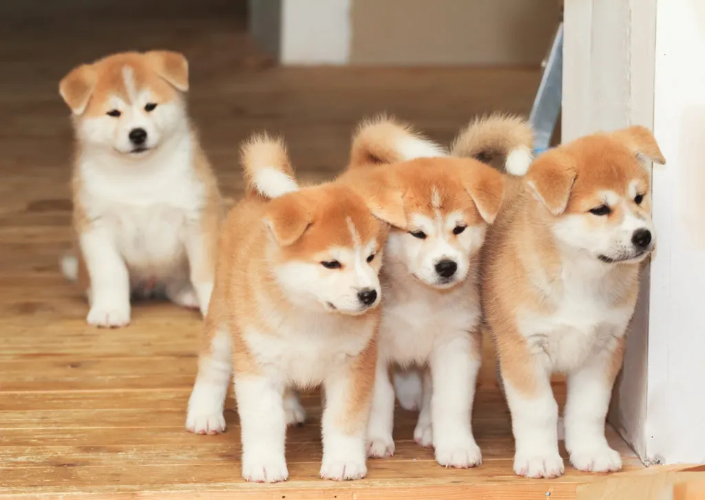 Filhotes de Akita Inu: raça faz parte da 'black list' | Foto: Zooplus 