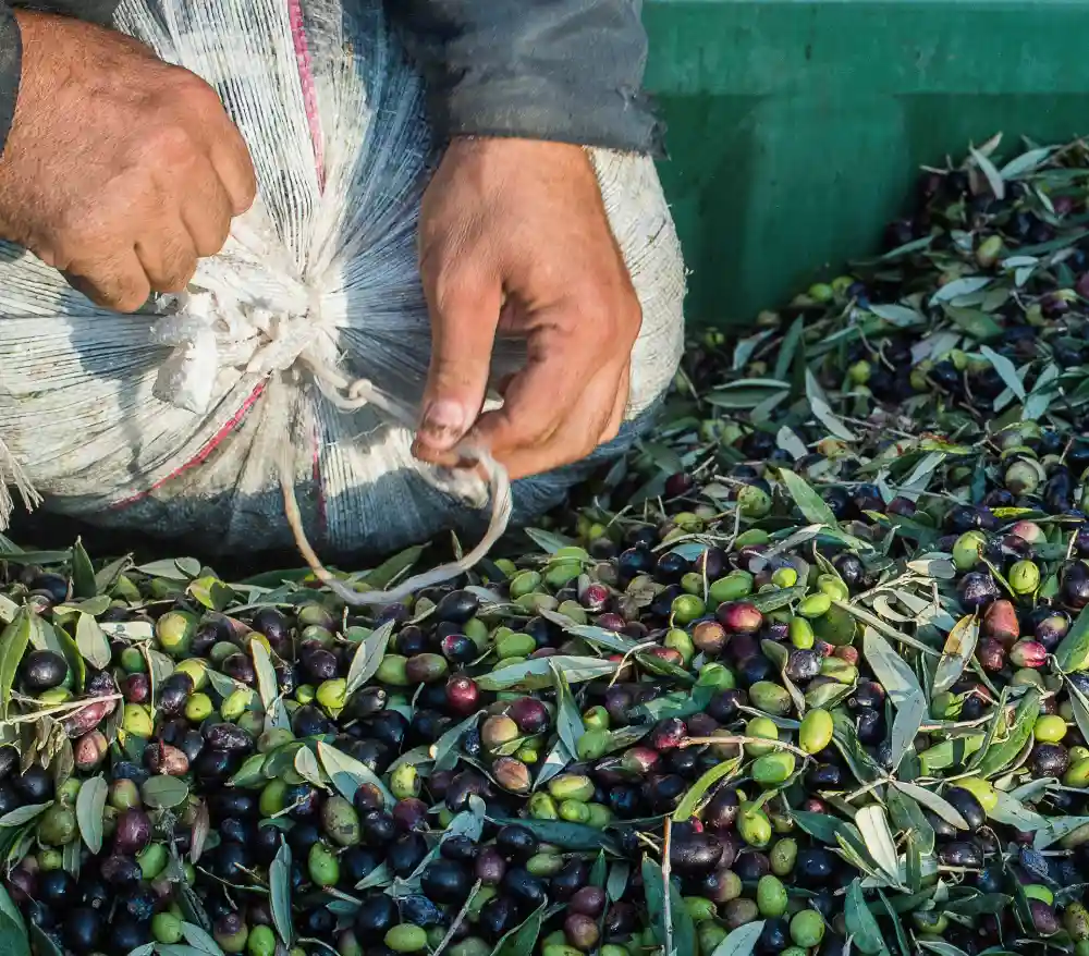 Produtor do Cilento amarra saco de azeitonas recém-colhidas, base da alimentação dos centenários da região | Foto: Depositphotos