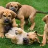 Raças como o Fila Brasileiro exigirão treinamento e avaliação de comportamento | Foto: Dogweb