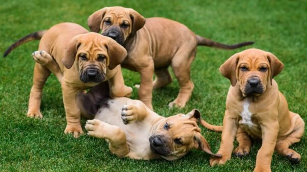 Raças como o Fila Brasileiro exigirão treinamento e avaliação de comportamento | Foto: Dogweb