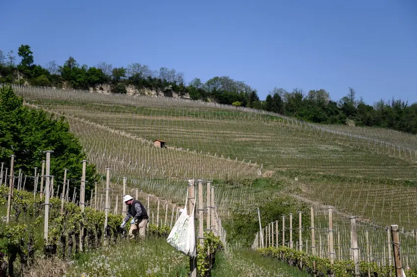 Trabalhador em vinhedo na região de Barolo, norte da Itália. Foto: MARCO BERTORELLO / AFP