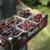 Com os preços em alta, famílias italianas compram menos frutas, impactando a saúde e os hábitos alimentares | Foto: Fresh Point Magazine