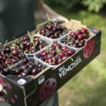 Com os preços em alta, famílias italianas compram menos frutas, impactando a saúde e os hábitos alimentares | Foto: Fresh Point Magazine