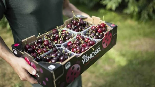 Com os preços em alta, famílias italianas compram menos frutas, impactando a saúde e os hábitos alimentares | Foto: Fresh Point Magazine