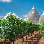Vinhas na Puglia: região impulsiona o bom desempenho da safra italiana em 2025