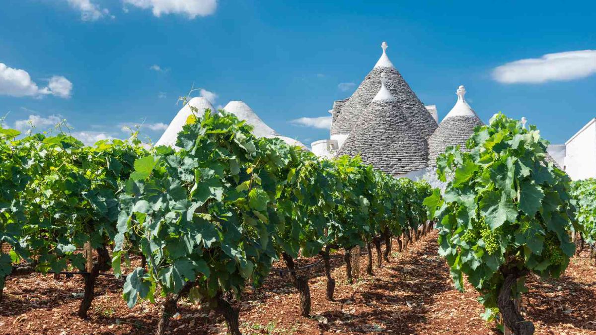 Vinhas na Puglia: região impulsiona o bom desempenho da safra italiana em 2025