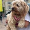 Bolzano quer cobrar taxa anual de cães residentes e diária de turistas para financiar limpeza urbana e áreas para animais.