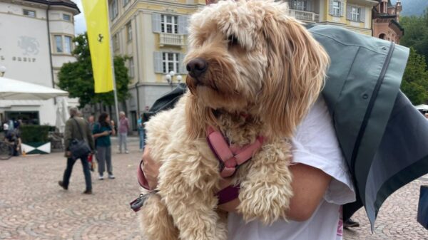 Bolzano quer cobrar taxa anual de cães residentes e diária de turistas para financiar limpeza urbana e áreas para animais.