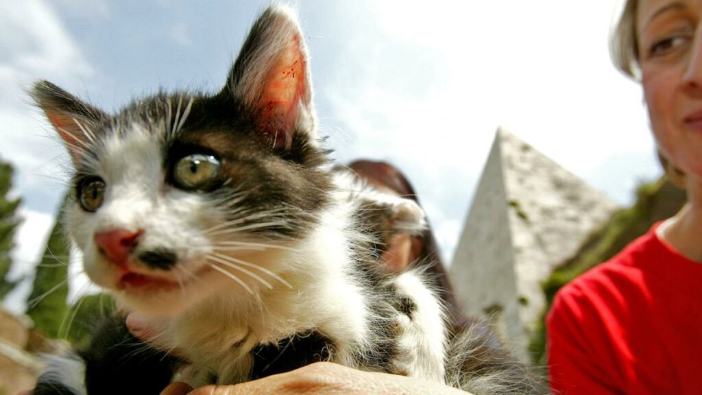 Abrigo de gatos em Muratella receberá herança deixada por bibliotecária