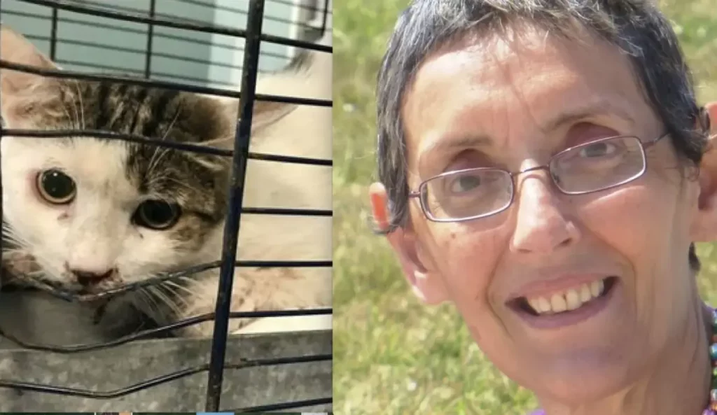 Lucilla Vespucci destinou parte da herança a abrigo municipal de gatos em Roma. Valor ultrapassa R$ 950 mil.