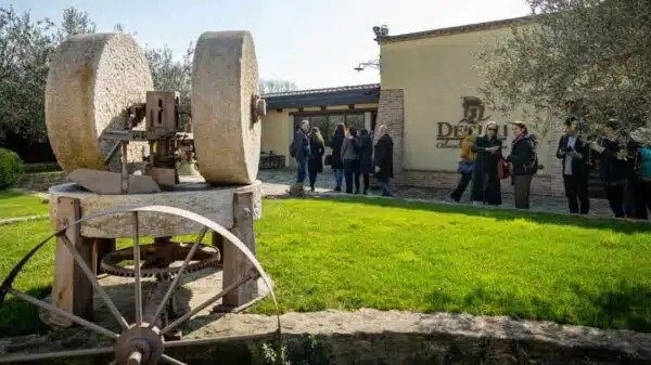 O azeite virou protagonista do turismo italiano e atrai visitantes com experiências sensoriais e de bem-estar.