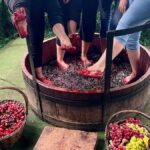 Vindima 2026 em Arroio Trinta celebra as raízes e o legado da imigração italiana