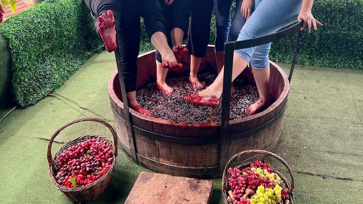 Vindima 2026 em Arroio Trinta celebra as raízes e o legado da imigração italiana