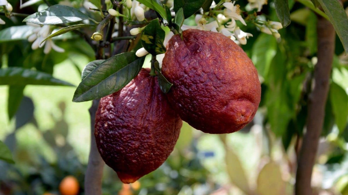 Limão vermelho ganha destaque pela cor intensa e sabor adocicado