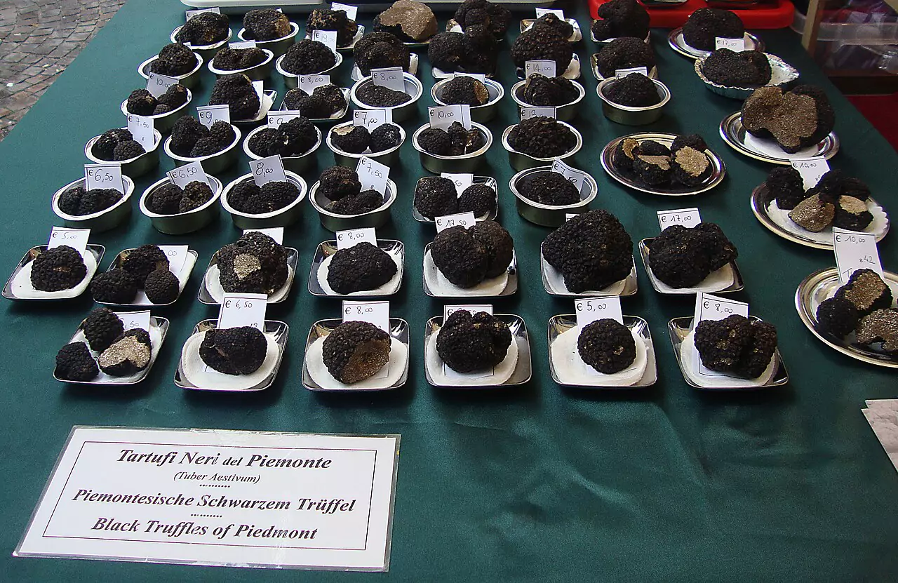 Trufas brancas na Fiera del Tartufo de Alba